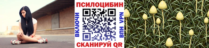 Купить где  Подольск  Галлюциногенные грибы Cubensis 